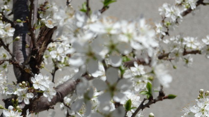 Fiori di Prunus