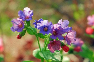 Wild flowers of lilac color on a sunny day close up.