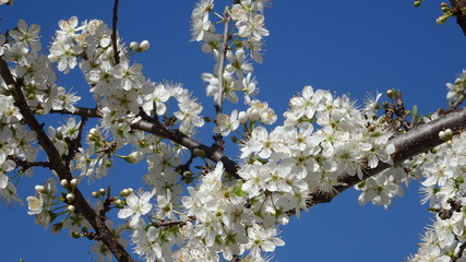 Fiori di Prunus