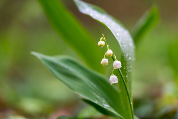 Lily of the valley