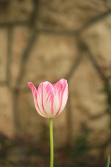 Rosa blume mit dem verblassenen Hintergrund