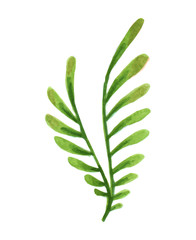 Vector designer elements set collection of green greenery art foliage natural leaves herbs in watercolor style. Decorative beauty elegant illustration for design.