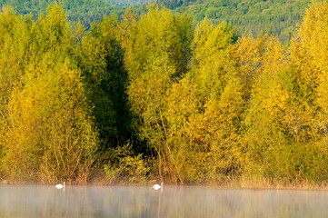 White swans on a mountain lake spring day under the open sky against the background of high mountains and bright forest