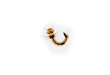 Naklejka premium Mosquito larva on white background