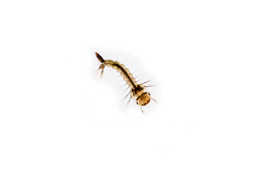 Mosquito larva on white background