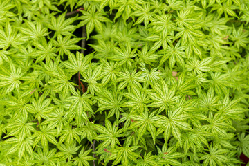 green leaves of plants growing in nature with fresh