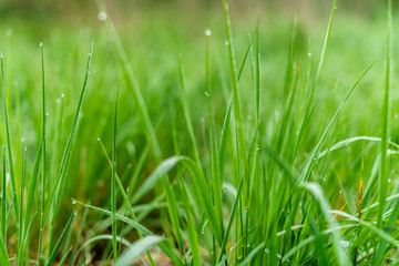 Background of green grass with raindrops in the morning, soft focus. Drops of dew on a green grass