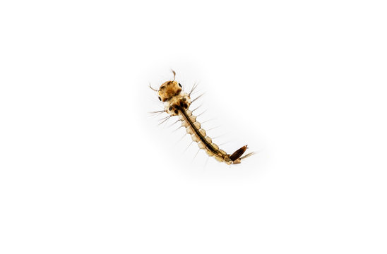 Mosquito larva on white background