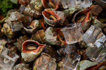 Boiled seashells piled up with ice cubes at buffet 