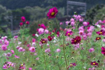 The Cosmos Flower of grassland.