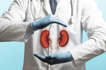 Image of a doctor in a white coat and kidneys above his hands. Concept of a healthy kidneys.