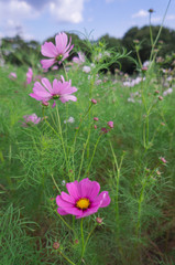 Obraz premium The Cosmos Flower of grassland.