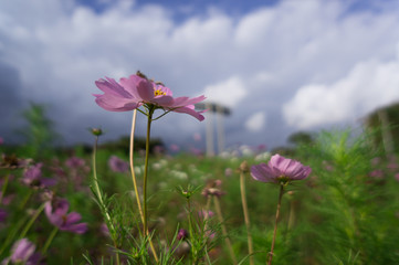 The Cosmos Flower of grassland.