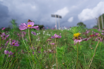 The Cosmos Flower of grassland.