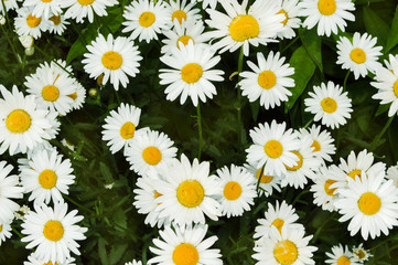 lot of daisies in the meadow close up, background image