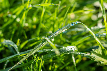 Background of green grass with raindrops in the morning, soft focus. Drops of dew on a green grass