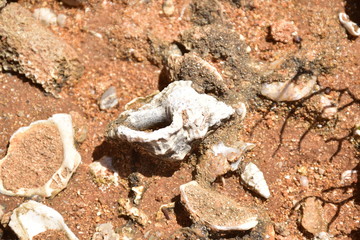 Fossili  murici , molluschi marini vissuti migliaia di anni fa, che emergono dall'arenaria. Riserva naturale di capo gallo - isola delle femmine, sferracavallo , Palermo