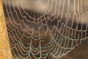 Naklejka premium Drop of condensation on the spider-web. Gossamer with drops