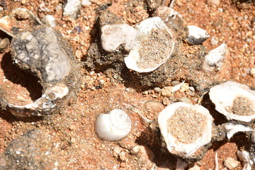 Fossili di bivalvi, murici e chocciola di mare, che emergono dall'arenaria. Riserva naturale di...