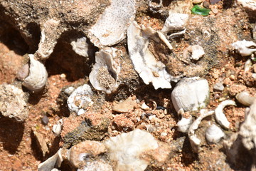 Fossili di bivalvi, murici e chocciola di mare, che emergono dall'arenaria. Riserva naturale di capo gallo - isola delle femmine, sferracavallo , Palermo