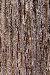 Obraz premium The close up or macro of tree bark surface or background in the nature. 
