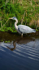 Large Grey Heron, Ardeidae, Single Bird Close Up, eyeline low angle view, searching for food on riverbank