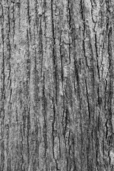The close up or macro of tree bark surface or background in the nature. 