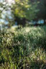 Background of green grass with raindrops in the morning, soft focus. Drops of dew on a green grass