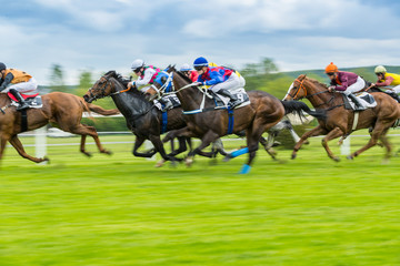 Horse racing outdoor derby - obrazy, fototapety, plakaty