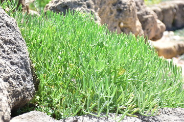 crithmum maritimum detto anche finocchio di mare. Pianta alofila del mediterraneco che vive in terreni ad elevata salinità. Cresce sulle coste del mare e  e   nelle saline. Commestibile
