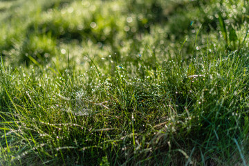Background of green grass with raindrops in the morning, soft focus. Drops of dew on a green grass