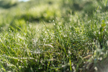Background of green grass with raindrops in the morning, soft focus. Drops of dew on a green grass