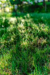 Background of green grass with raindrops in the morning, soft focus. Drops of dew on a green grass