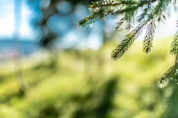 Defocused green background with sunshine and leaves. Blur image of a forest.