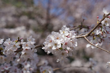 Obraz premium Cherry blossom in Japan