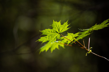 green maple leaves
