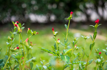 nature green background