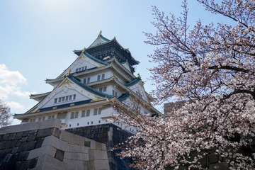 Fototapeta premium Osaka Castle and Cherry Blossom