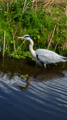 Large Grey Heron, Ardeidae, Single Bird Close Up, eye line low angle water level view, searching for food on riverbank