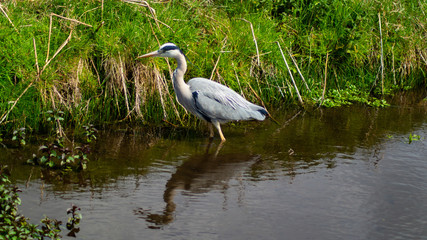 Large Grey Heron, Ardeidae, Single Bird Close Up, eyeline low angle view, searching for food on riverbank