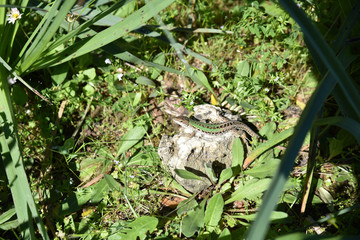 Petit lézard vert du maquis corse
