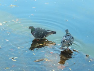 pigeons are drinking water from the pond