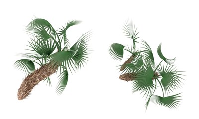 Naklejka premium Big leaf tree