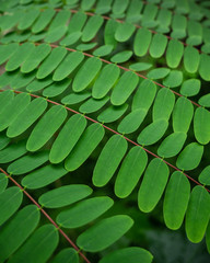 Leaves close-up