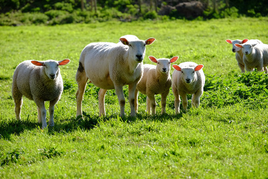 Mutterchaf mit L&auml;mmer auf dem Feld