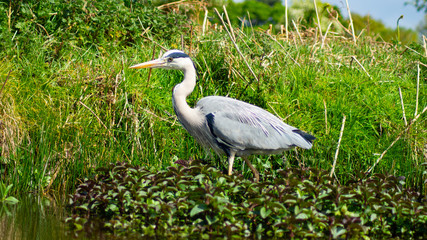 Large Grey Heron, Ardeidae, Single Bird Close Up, eyeline low angle view, searcing for food on riverbank