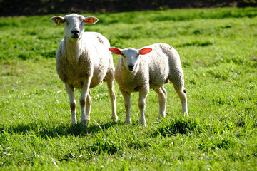 Mutterschaf mit Lamm auf der Wiese