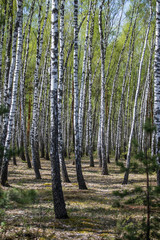 birch forest