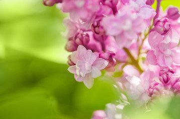 closeup lilac flower. picture with soft focus and space for text. natural sring summer background.