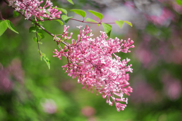 closeup lilac flower. picture with soft focus and space for text. natural sring summer background.